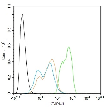 KEAP1 antibody