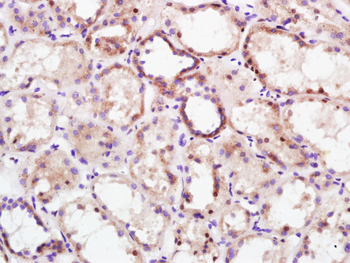 KEAP1 antibody