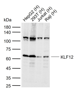 KLF12 antibody