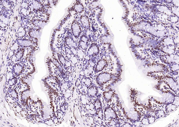 Histone H3 antibody