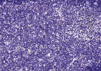 Histone H3 antibody