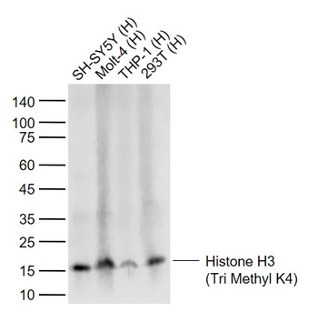 Histone H3 antibody