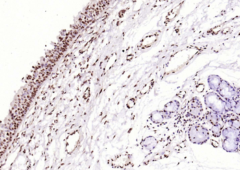 Histone H3 antibody