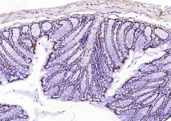 Histone H3 antibody