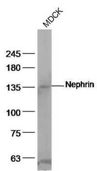 Nephrin antibody