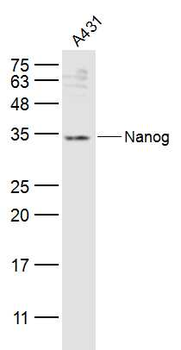 Nanog antibody