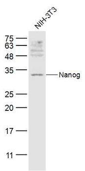 Nanog antibody