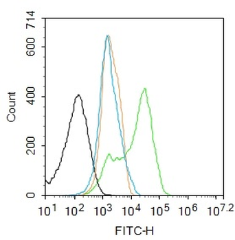 NFkB p65 (phospho-Ser281) antibody