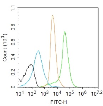 NFkB p65 (phospho-Ser281) antibody