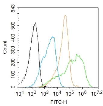 NFkB p65 (phospho-Ser281) antibody