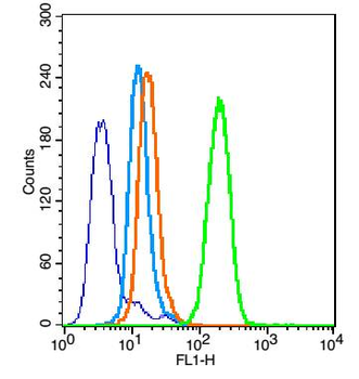 NFkB p65 (phospho-Ser281) antibody