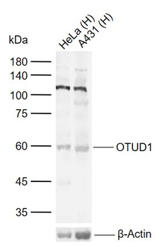 OTUD1 antibody