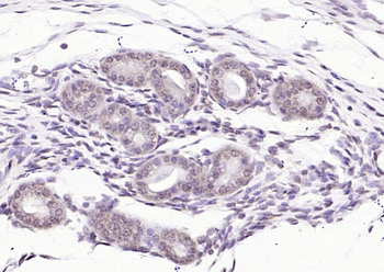 SBNO1 antibody