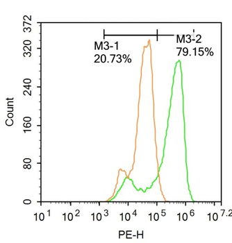 SOX9 antibody