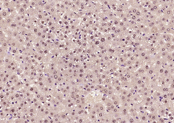 SOX9 antibody