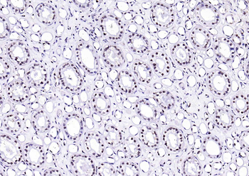 F(ab')₂ Fragment Goat Anti-rabbit IgG H&L, Biotin conjugated