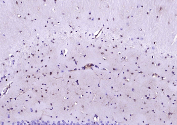 F(ab')₂ Fragment Goat Anti-Mouse IgG H&L, Biotin conjugated