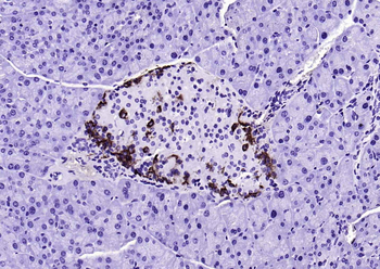 F(ab')₂ Fragment Goat Anti-Mouse IgG H&L, Biotin conjugated