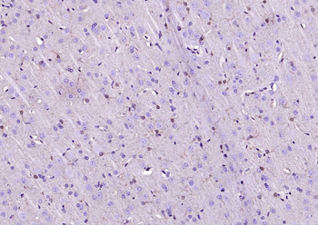 F(ab')₂ Fragment Goat Anti-Mouse IgG H&L, Biotin conjugated