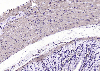 F(ab')₂ Fragment Goat Anti-Mouse IgG H&L, Biotin conjugated