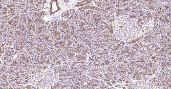 AQP1 Antibody