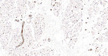 AQP1 Antibody