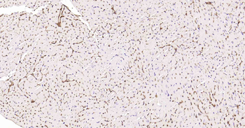 AQP1 Antibody