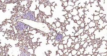 AQP1 Antibody