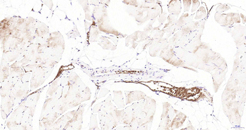 AQP1 Antibody