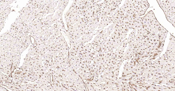 AQP1 Antibody