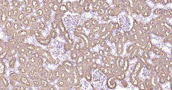 AQP1 Antibody