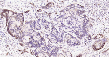 AQP1 Antibody