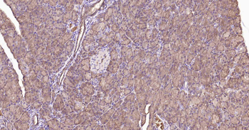 AQP1 Antibody