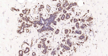 AQP1 Antibody