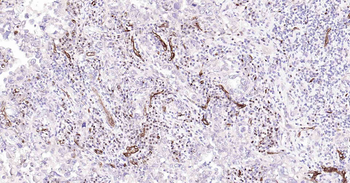 AQP1 Antibody