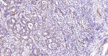 AQP1 Antibody