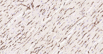 AQP1 Antibody