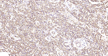 AQP1 Antibody