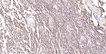 AQP1 Antibody