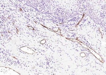 SELP Antibody