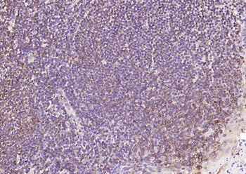 HLA-E Antibody