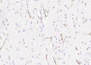 HLA-E Antibody