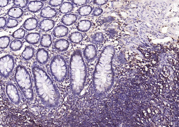 HLA-E Antibody