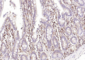 HLA-E Antibody