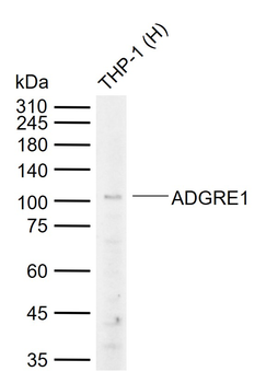 ADGRE1 Antibody