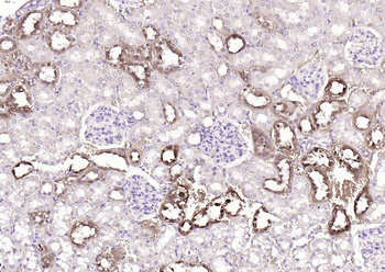 S100A1 Antibody