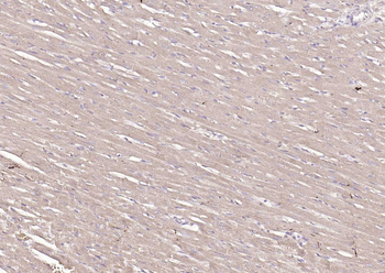 S100A1 Antibody