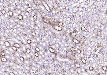 S100A1 Antibody