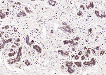 S100A1 Antibody