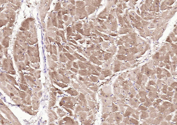 S100A1 Antibody